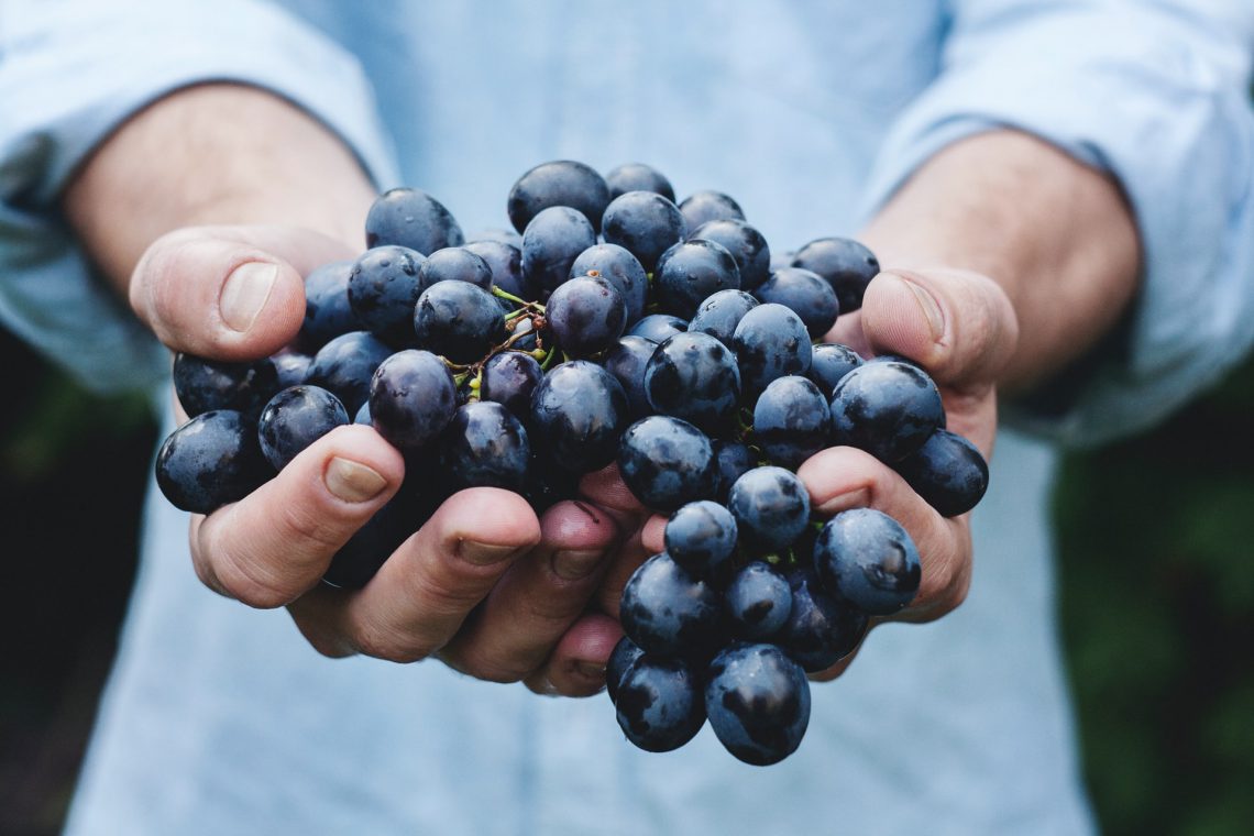 Poznaj najlepsze odmiany winogron, które możesz uprawiać w Polsce.
