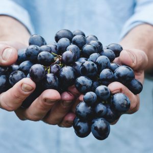 Poznaj najlepsze odmiany winogron, które możesz uprawiać w Polsce.