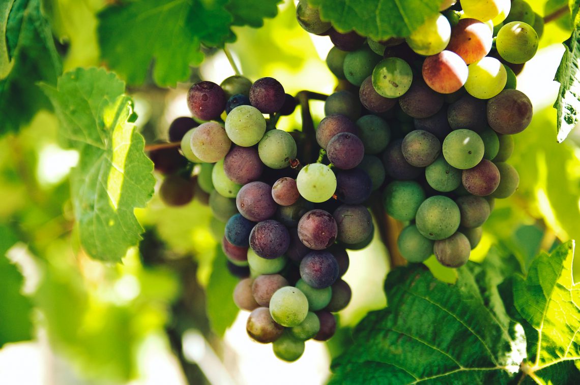 Wina ekologiczne – czym są wina organiczne?