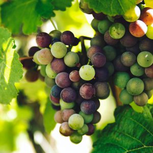 Wina ekologiczne – czym są wina organiczne?